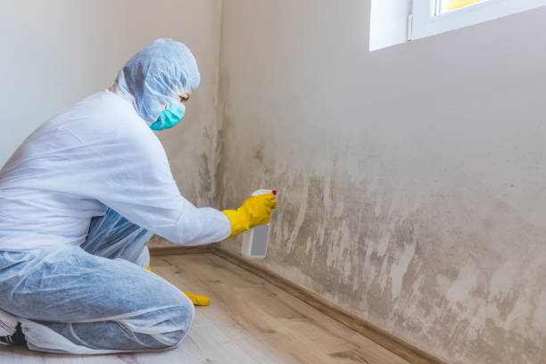 Licensed Commercial Mold Remediation service in Wellington, CO - WQB Mold Removal