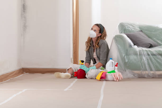 Reliable Commercial Mold Remediation contractor in Wellington, CO by WQB Mold Removal