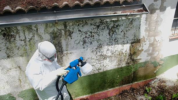 Top rated local Commercial Mold Remediation specialists in Wellington, CO